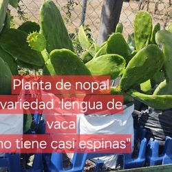 Planta De Nopal Con Raiz