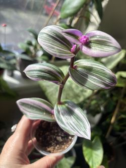 Tradescantia 