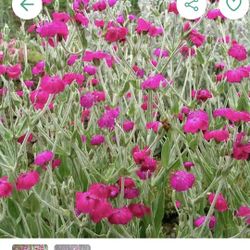 Foxglove And Rose Campeon Plants