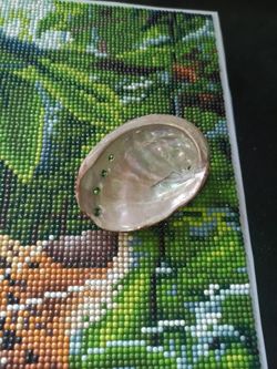 Abolonie shell