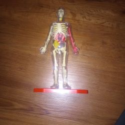 Skeleton Anatomy Toy