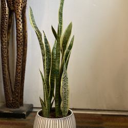Indoor Mother-in-Law or Snake Plant This Plant