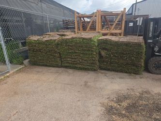 St agustine pallet 200 cash