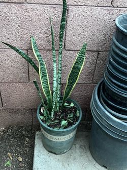 Snake Aloe Vera Canna And Elephant Plants