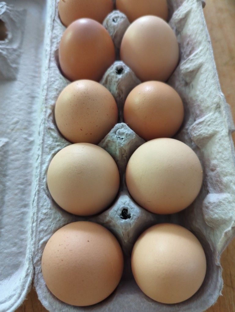 Fresh Eggs