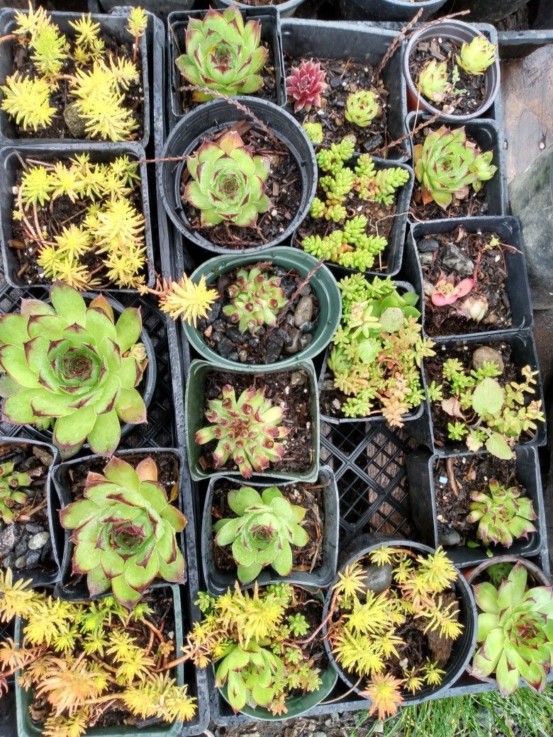 Flowering Succulents Variety Organicaly Grown