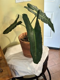 Philodendron Paraiso Verde