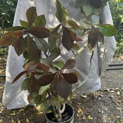 African Milk Plant, the Plant of Life,