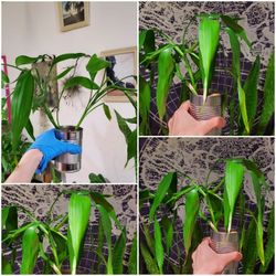 Lucky BAMBOO PLANTS.  $5 EACH