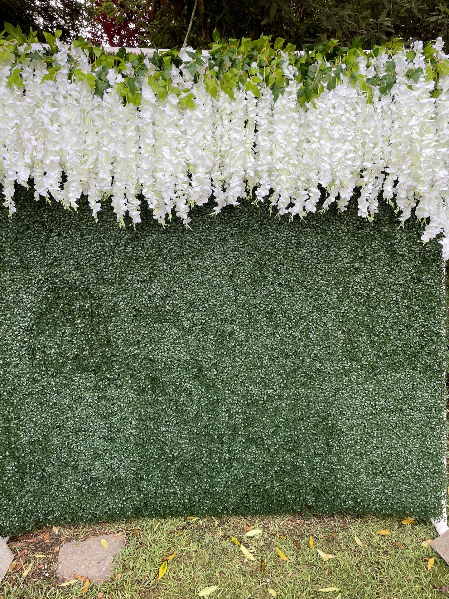 Boxwood Hedge Background 