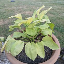 Hosta Plant