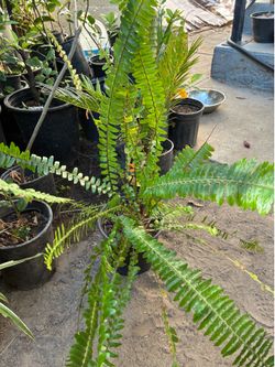 Plant