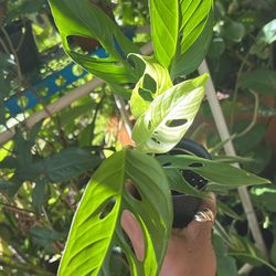 Monstera Laniata Adansoni Family 4”