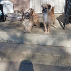 Estoy Viendo Estas Perritas 