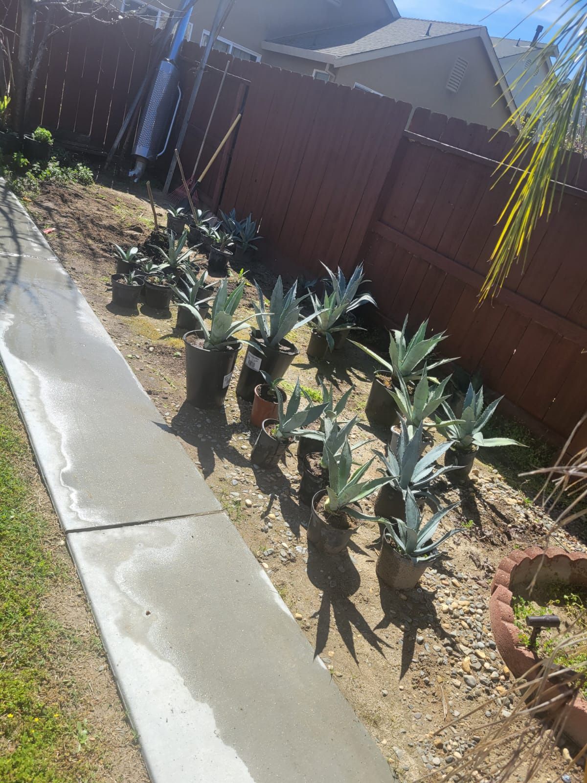 Beautiful Maguey Plants