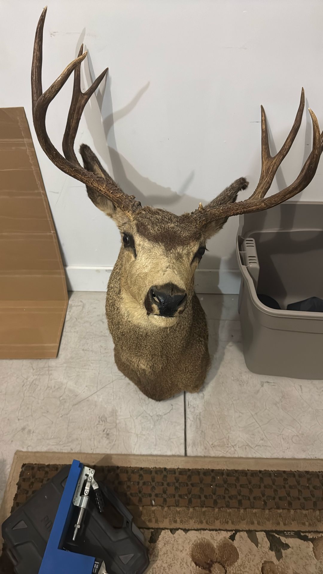 Real Deer Head