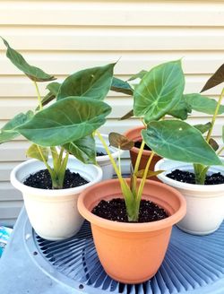 Plants $15 each