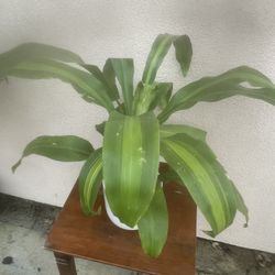 Plant In Ceramic Pot