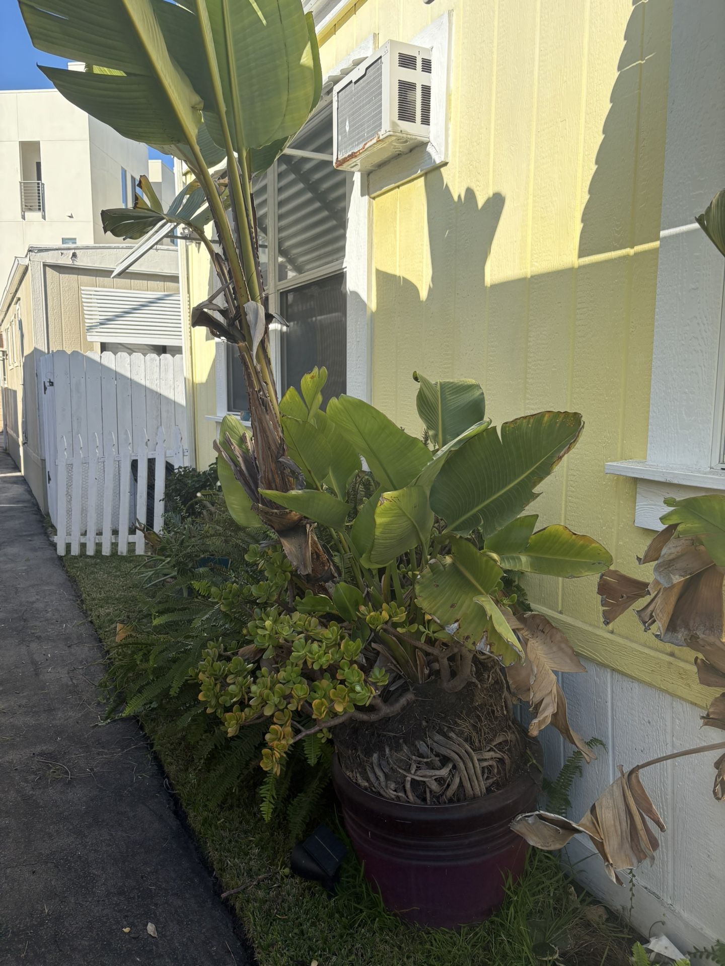 Large Bird Of Paradise/ Succulents