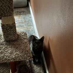 Cat (3 Years Old, Healthy, Fixed, Indoor Only)