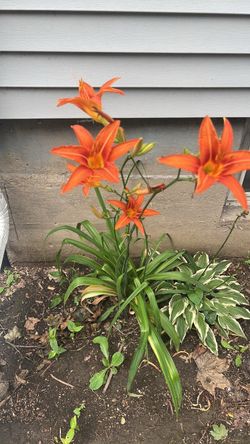 Ditch Orange,light yellow & red day lilies roots [3] roots per $5 dollars