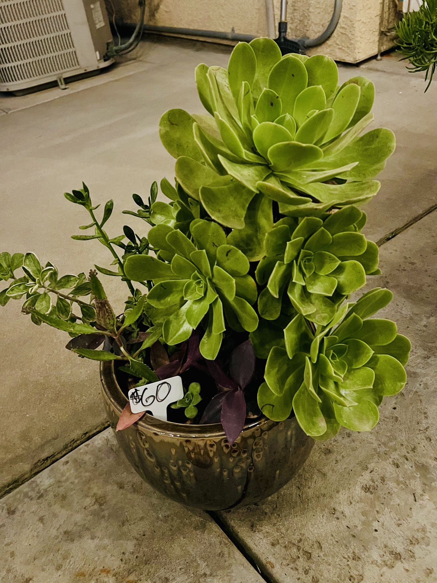 Large Beautiful Succulent Planter