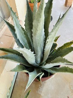 BIG BLUE AGAVE PLANT BEATIFUL MAGUEY PLANTA GRANDE