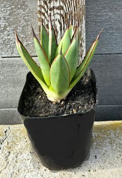 Agave 'Blue Glow' In 4" Pot