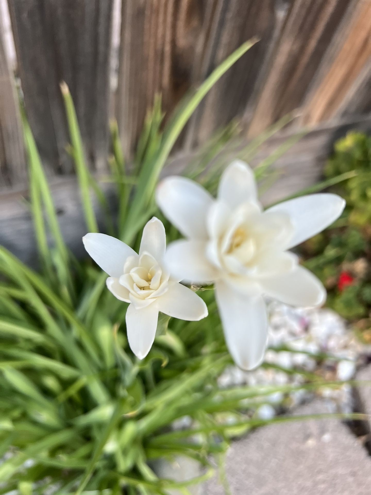 Tuberose Bulb for Sale in Roseville, CA OfferUp