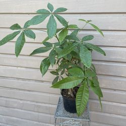 6” money tree