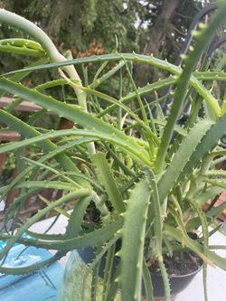 Healthy Aloe Vera plant