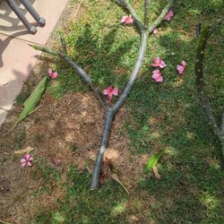 Plumeria Plant Cuttings. Pink