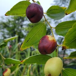 Jujube Tree