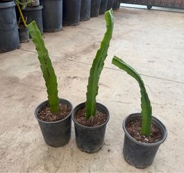 Dragon fruit white