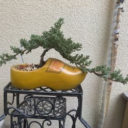 Bonsai Plants $40 Each Firm