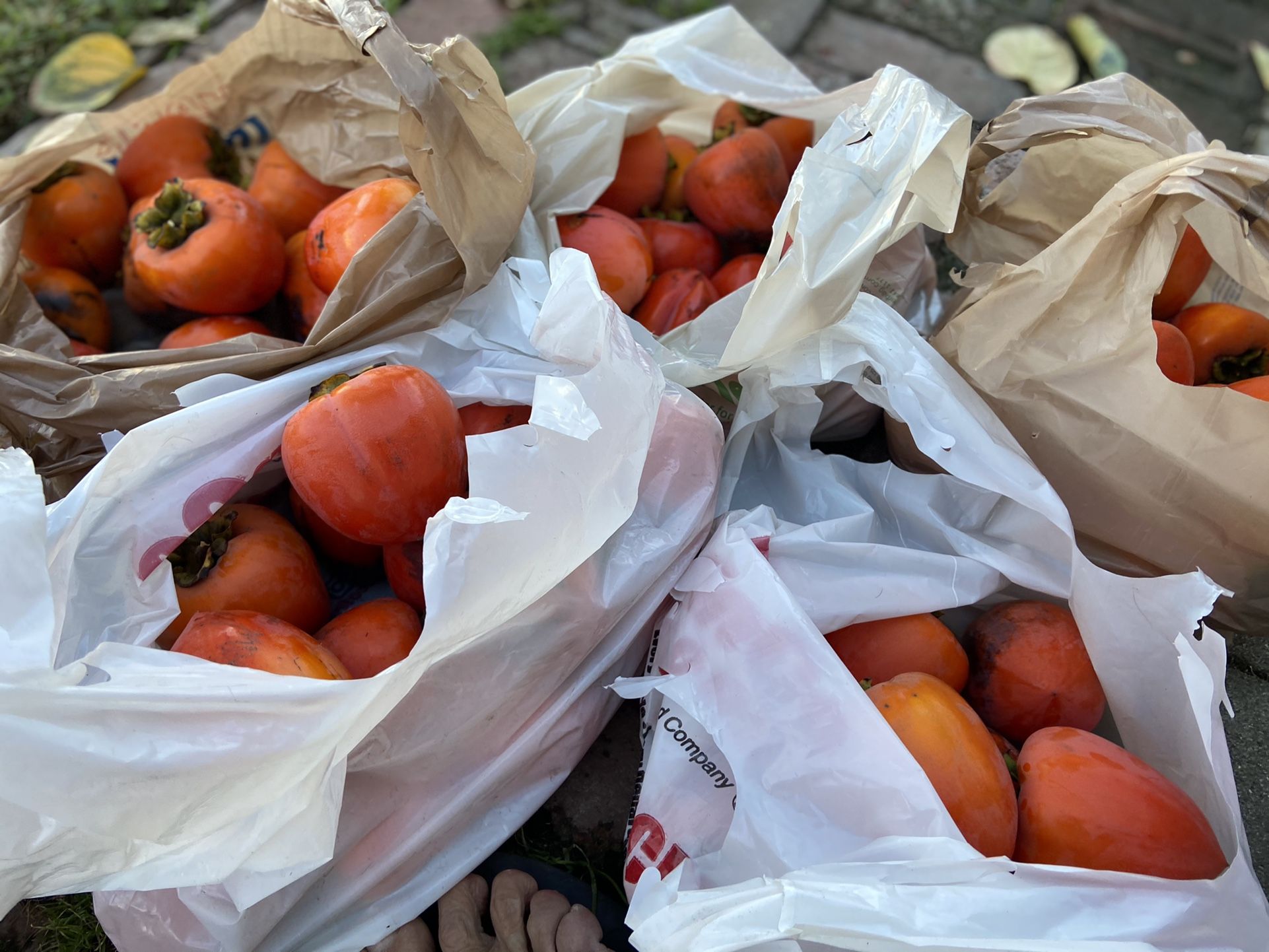 Large Hachiya Persimmons - Final Crop