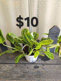Lemon lime maranta