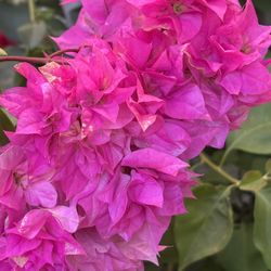 Hot Pink And Pink Double Flower Bougainvilleas 🪴🌺🌸