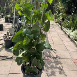 Betel Plant Chewable