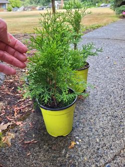 Evergreen Conifer Landscape Plants In Pots
