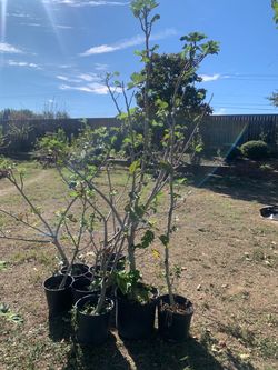 Fig Trees for sale