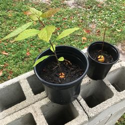 Handcrafted Hass Avocado Tree $10 Each