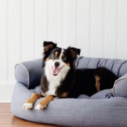 Just Purchased Designer premium Dog Bed 