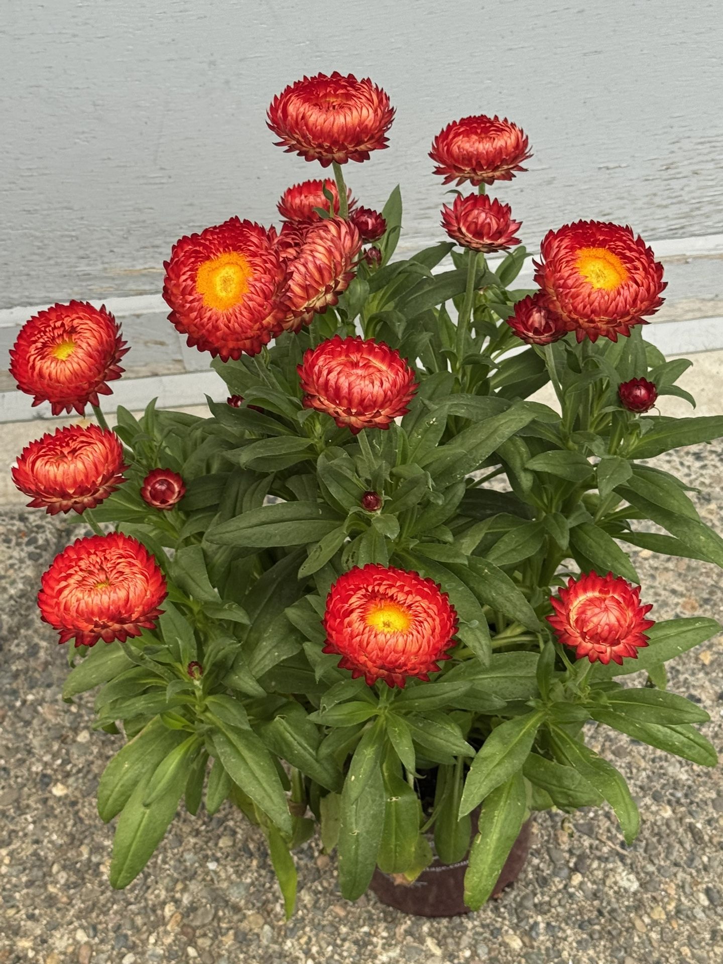 Strawflower Plant Blooming All Summer