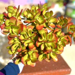 Crassula Portulacea , Rare Succulent Plant / Bonsai 