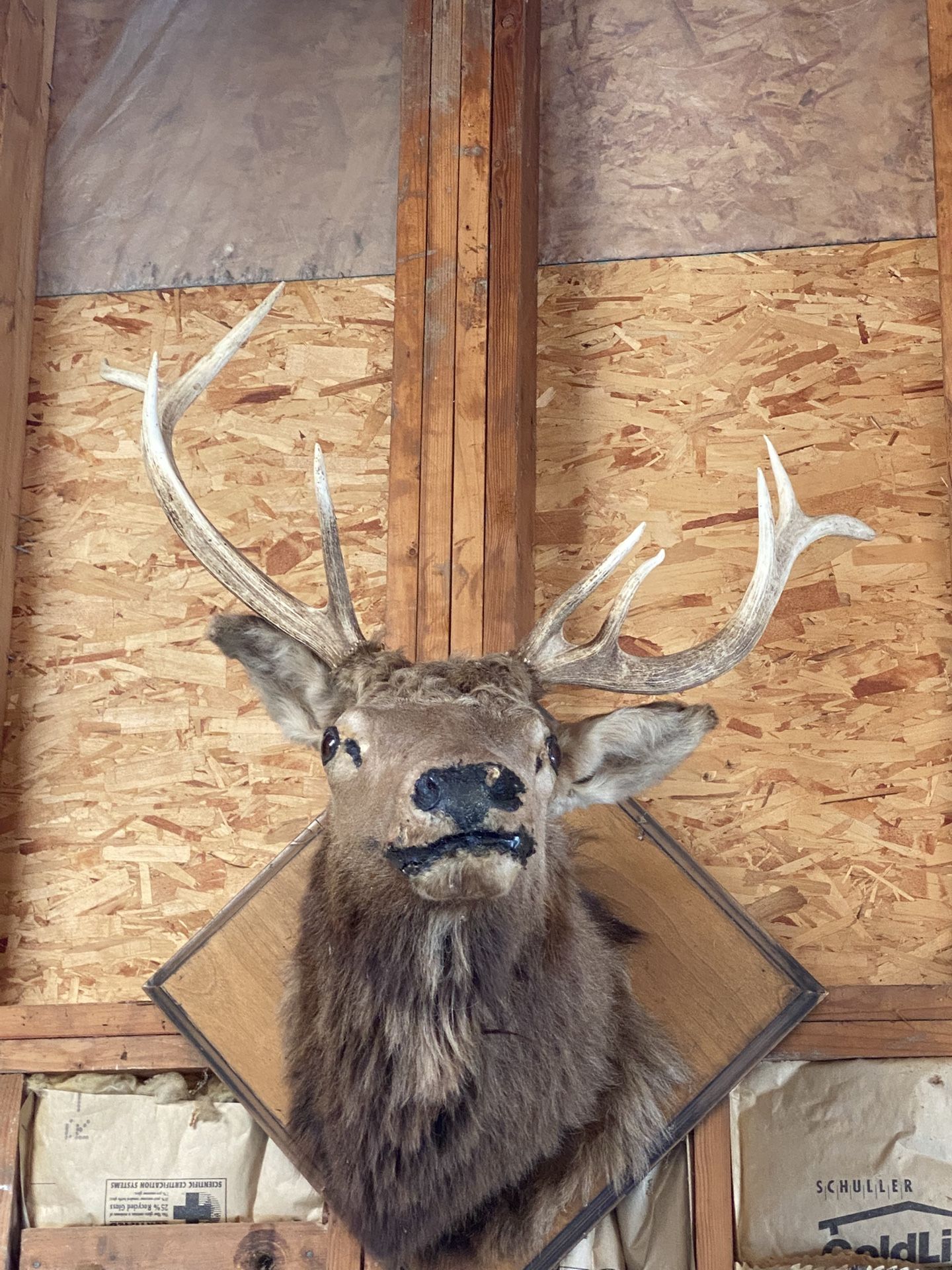 Elk Mount