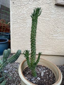 Eve's Needle Cactus