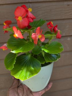 Red Begonia Plant in green plastic Pot