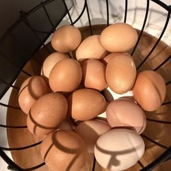 Gallinas Isa Brown Ponedoras Ya Poniendo 