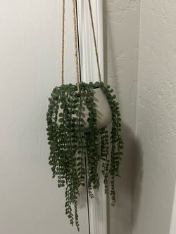 Hanging plant